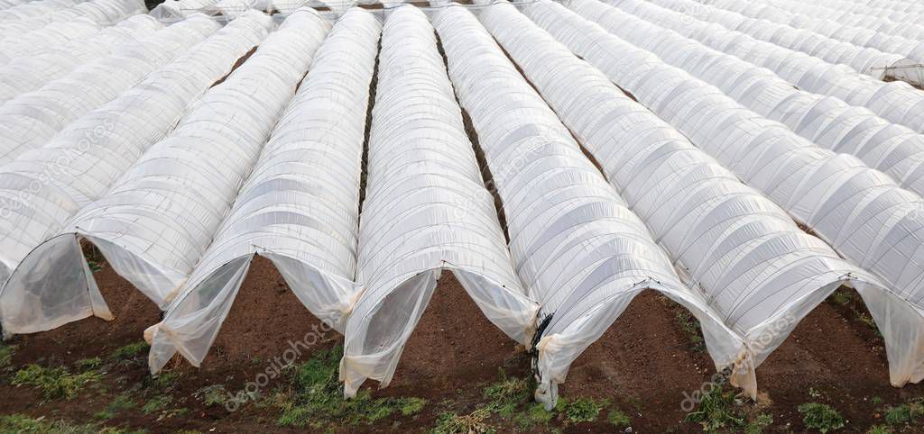 long greenhouses for the intensive cultivation of vegetables even during the winter
