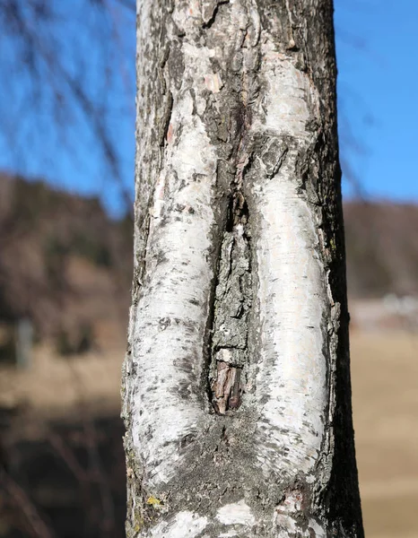 桦树与在皮层的缝隙与形状像阴道 — 图库照片