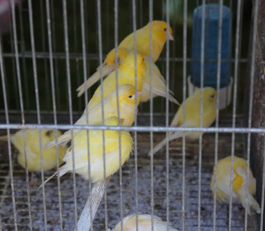 birçok küçük sarı kanaryalar bir evcil hayvan dükkanında bir kafeste kilitli