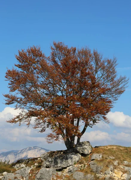 Árbol Aislado Con Unas Pocas Hojas Secas Invierno Sobre Colina — Foto de Stock