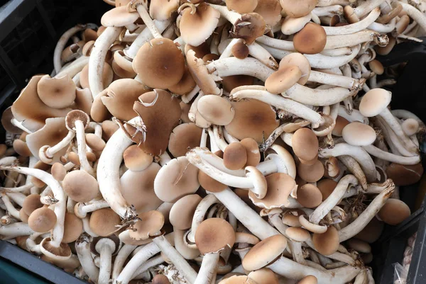 新鲜的生食用菌 称为青鱼 或杨树或黑杨树蘑菇 在当地市场出售 — 图库照片