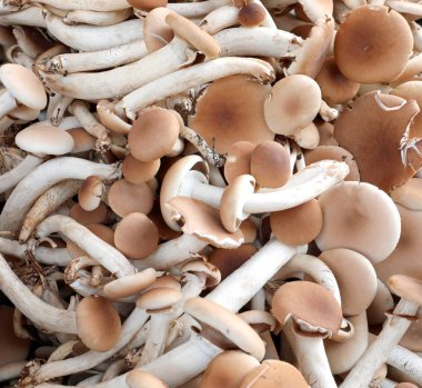 arka plan yenilebilir mantar kavak veya kadife kavak mantar olarak da adlandırılan Cyclocybe aegerita denir