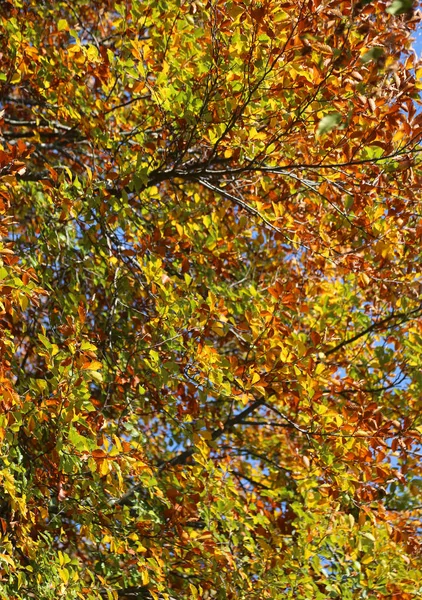 Осенний Фон Лиственными Листьями Многих Теплых Цветов Деревьях — стоковое фото
