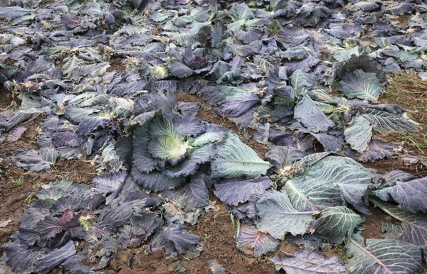 腐ったキャベツとフィールドは イタリアのポー川流域の冬のフィールドにおける野菜の収穫後葉します — ストック写真