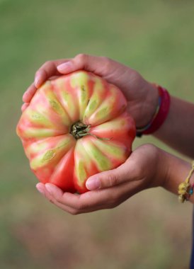 küçük kızın el üzerinde çok büyük organik domates
