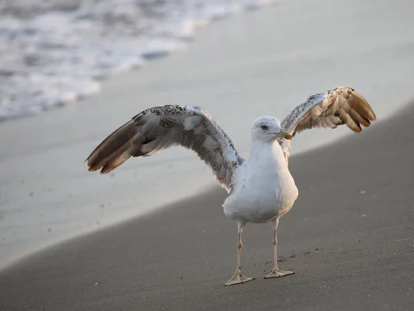 Mouette Unique Famille Des Laridae Oiseau Sur Plage Avec Ailes — Photo