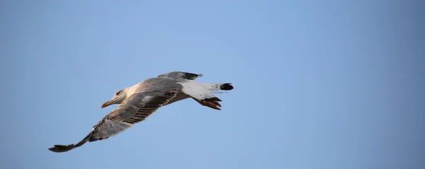 Single Seagull Laridae Family Bird Big Wings Flying Lonely Blue — Stock Photo, Image