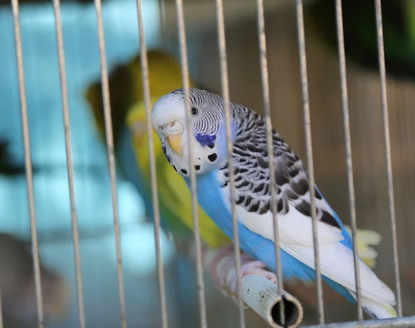 Pappagallo Colorato Una Gabbia Vendita Nel Negozio Animali — Foto Stock