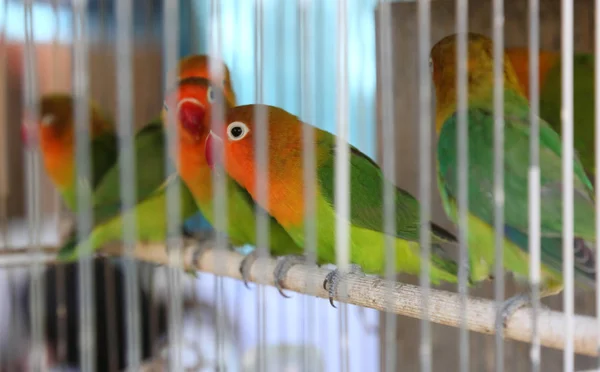 Molti Pappagalli Colorati Nella Gabbia Vendita Nel Negozio Animali — Foto Stock
