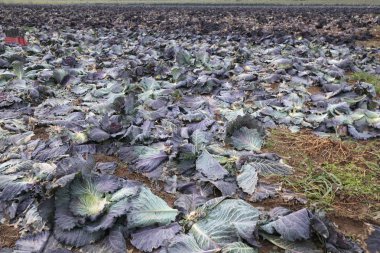 düz sebze hasat kışın sonra alanıyla çürümüş Lahana yaprakları