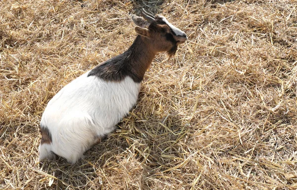 Young Goat Sty Stable Wiith Small Horns — Stock Photo, Image