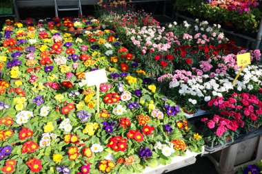 birçok çiçek ve campanula'lar yerel market çiçekçinin ahır içinde