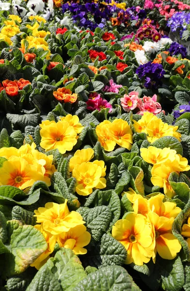 Backgroundof Blommor Och Gullvivor Florist Shop Blomstermarknaden Norra Europa — Stockfoto