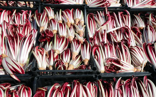 Boxes Red Radicchio Grown Valley Italy Called Radicchio Tardivo — Stock Photo, Image