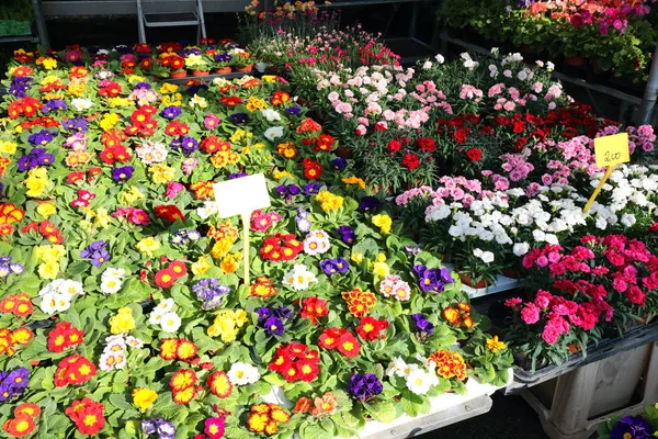 Wiele Kwiatów Pierwiosnków Kwiaciarni Stragan Lokalnym Rynku — Zdjęcie stockowe