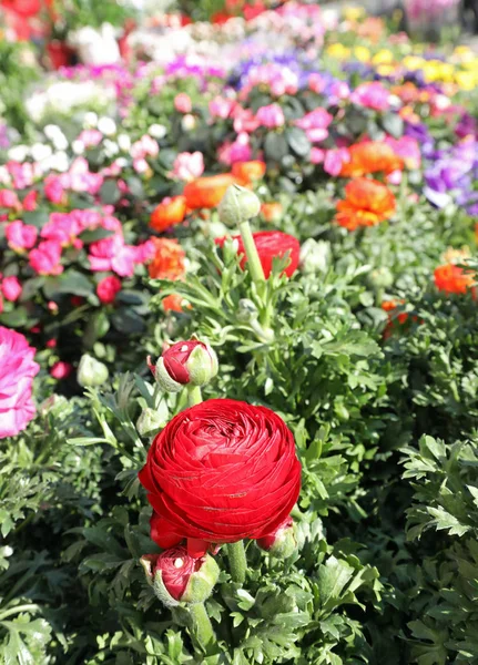 Stora Röda Blommor Och Mer Blommor Blomsteraffär Blomstermarknaden — Stockfoto