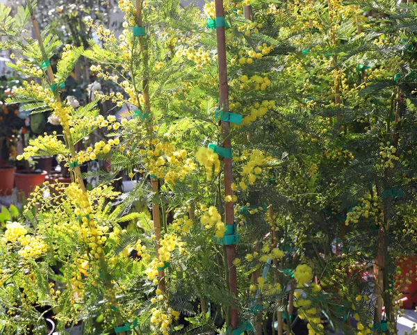 Rami Fiore Giallo Mimosa Vendita Nella Serra Del Fiorista — Foto Stock