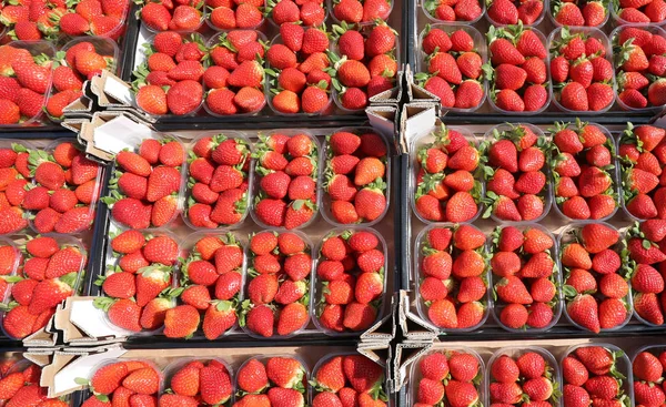 Pequeñas Cajas Fresas Rojas Maduras Recién Recogidas Para Venta Mercado — Foto de Stock
