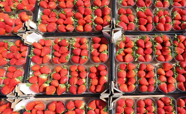 Piccole Scatole Fragole Rosse Mature Appena Raccolte Vendita Mercato Ortofrutticolo — Foto Stock