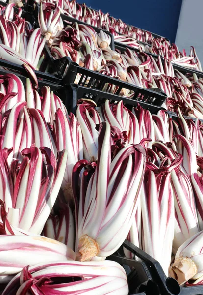 Scatole Lattuga Rossa Coltivate Valle Padana Italia Chiamate Radicchio Tardivo — Foto Stock