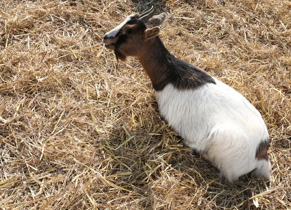 Alone Young Goat Sty Stable — Stock Photo, Image