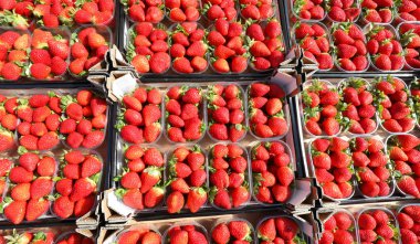 küçük kırmızı çilek kanalları için meyve ve sebze satışı