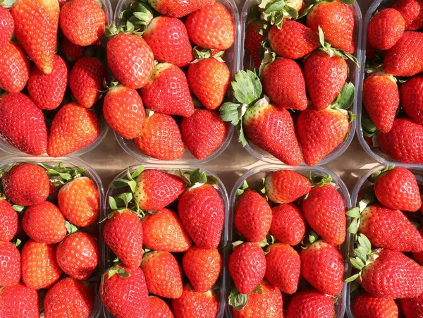 Sfondo di molte fragole rosse — Foto Stock