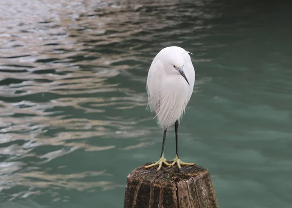 Witte kleine Zilverreiger Egretta garzetta genoemd is een geslacht van kleine — Stockfoto