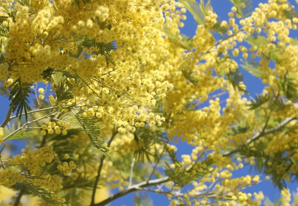 Achtergrond met gele bloemen van mimosa bloei in het voorjaar en — Stockfoto