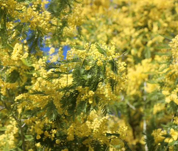 Bloemrijke boom met gele mimosa bloemen tot bloei in het voorjaar — Stockfoto