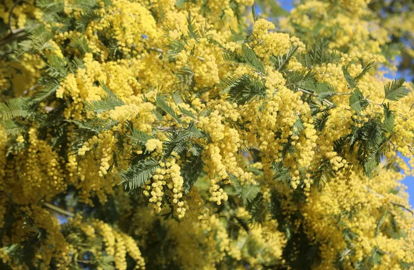 Achtergrond met gele mimosa bloemen bloeide in het voorjaar — Stockfoto