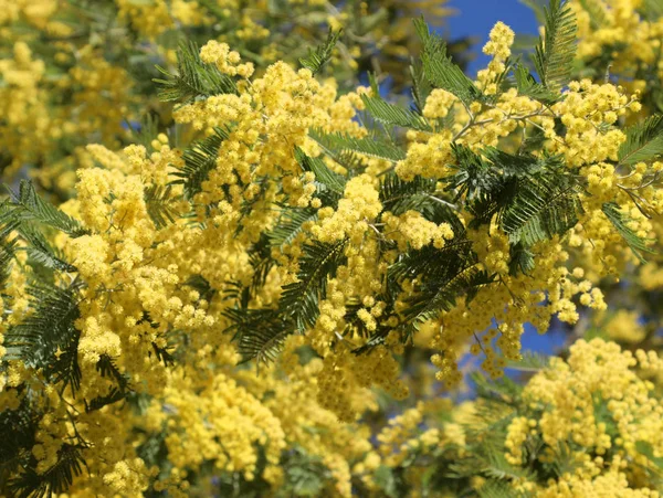 Boom met veel bloemen van de gele mimosa bloeide in maart — Stockfoto