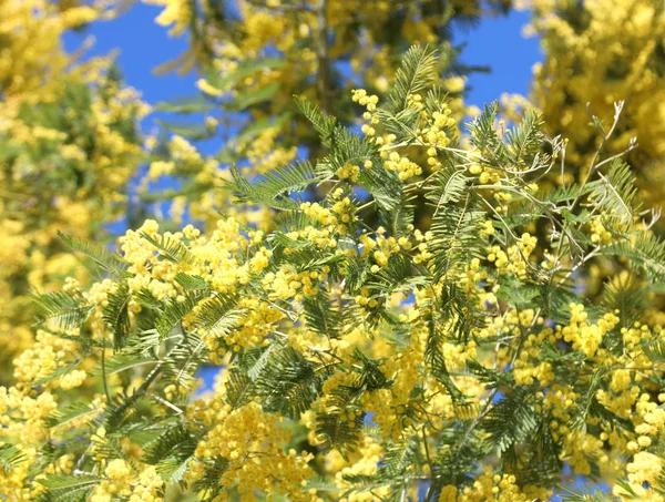 노란색 꽃 미모사의 아카시아 나무 라는 Wattles 라고도 — 스톡 사진