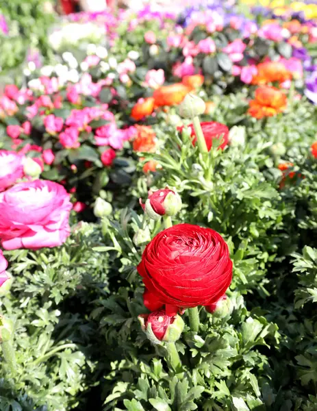 Röd ros och mer blommor n våren till salu blomsteraffär — Stockfoto