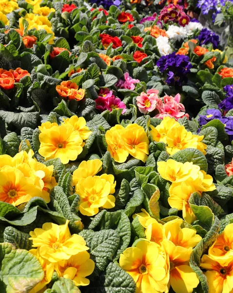 Gelbe Primel im Blumenladen — Stockfoto