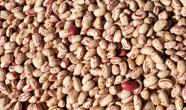 Background of hundreds dried beans for sale — Stock Photo, Image