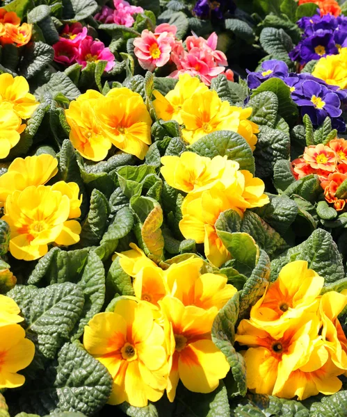 Yellow primrose in spring — Stock Photo, Image