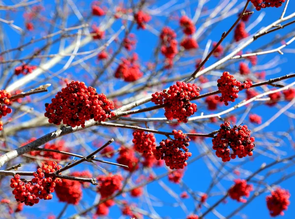 Wiele czerwony jagody małe drzewo o nazwie Jarząb pospolity — Zdjęcie stockowe