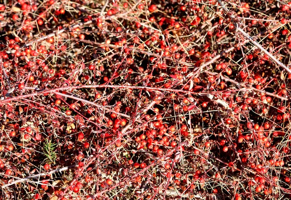 Latar belakang dari banyak berry merah — Stok Foto