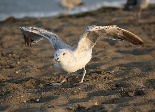 Grote zee-meeuw in het strand — Stockfoto