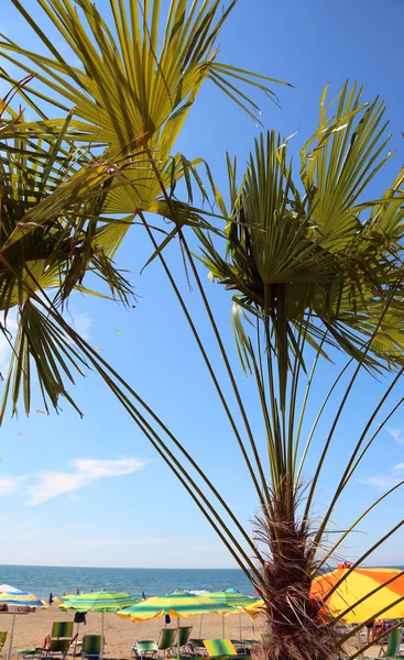 Palma sulla spiaggia in riva al mare della località — Foto Stock