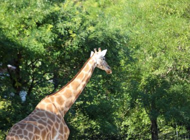 safari parkta uzun boyunlu zürafa
