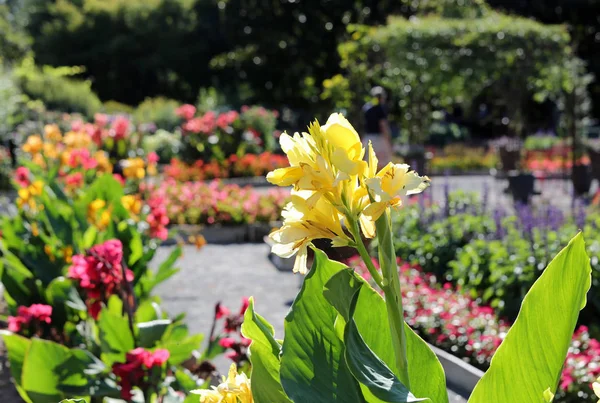 Цветы в ботаническом саду летом — стоковое фото