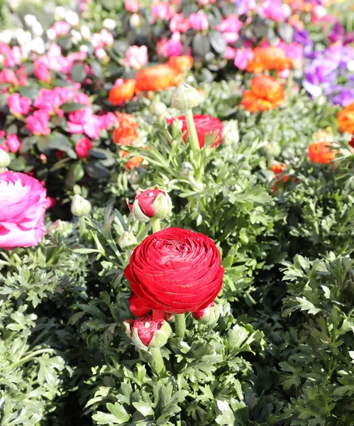 Grande fiore di rosa rossa in primavera — Foto Stock