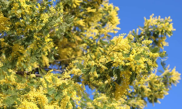 Yellow flowers called Mimosa of Acacia Tree also called Wattles — Stock Photo, Image