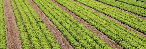 Sla veld in een landbouw-plantage — Stockfoto