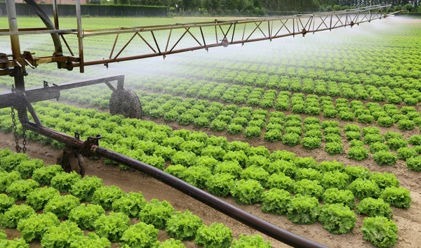 Automatische Bewässerung eines Salatfeldes — Stockfoto