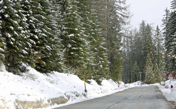 Strada di montagna ghiacciata con pini di abete — Foto Stock