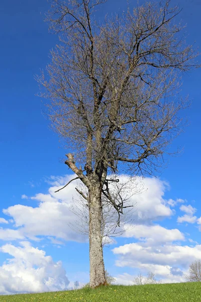 Strom na louce s nebe a mraky — Stock fotografie