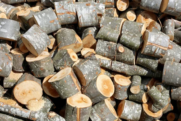 Holzschuppen mit Baumstämmen — Stockfoto